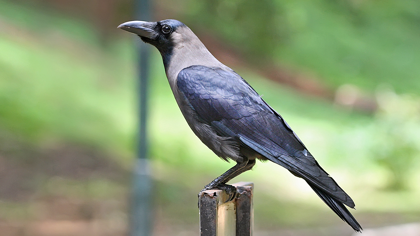 Talking Crow from Palghar Charms the Internet with Human-Like Voice
